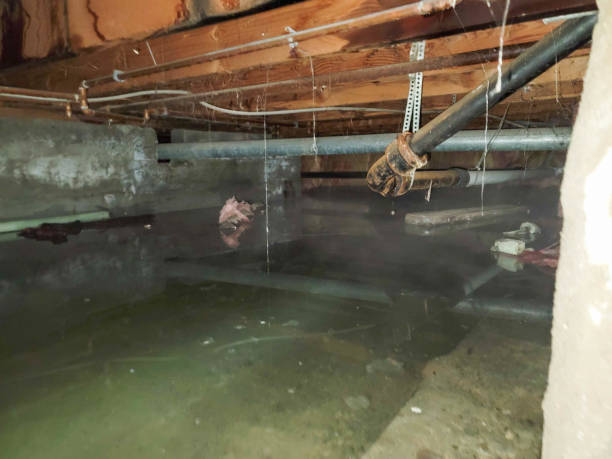 Best Water damage contractors near me  in Princeton, FL