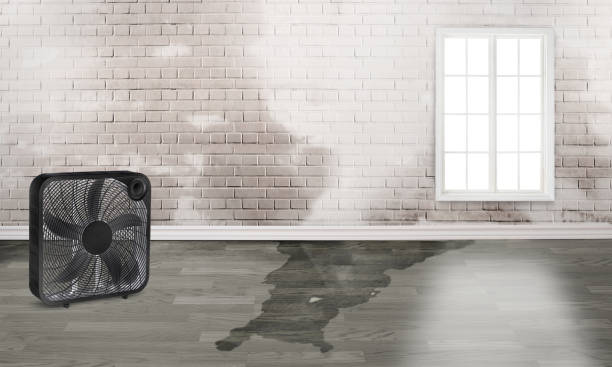 Best Basement water damage restoration  in Princeton, FL
